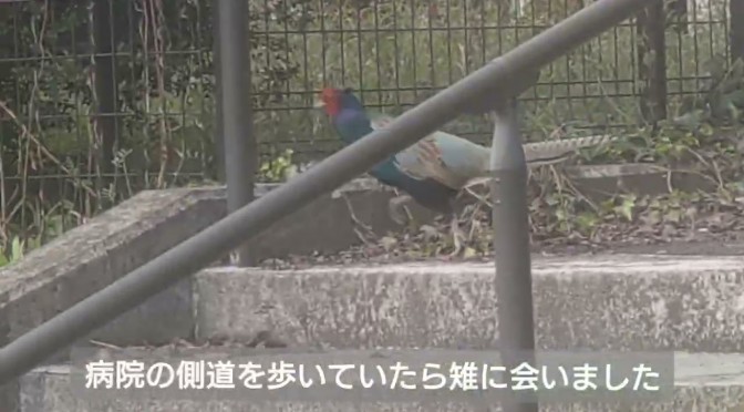 脳卒中（脳出血）やっちゃいましたぁ　【散歩していたら雉（キジ）発見！！】