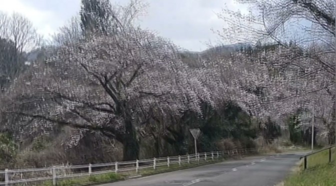 桜の定点観測【神奈川リハビリテーション病院】